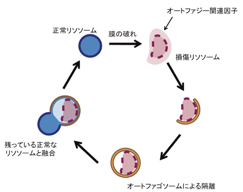 図１