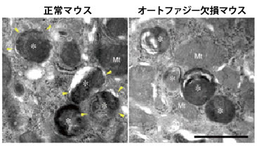 図２