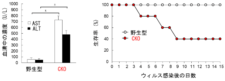 図３