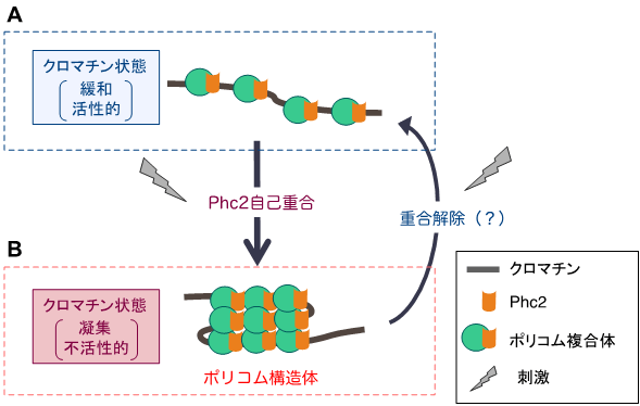 図６