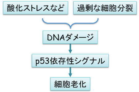 図１