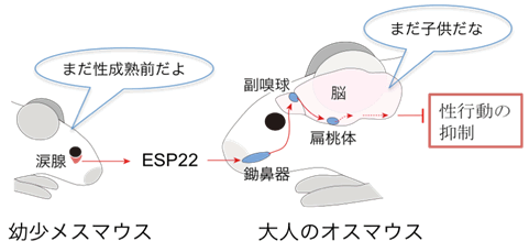 図１