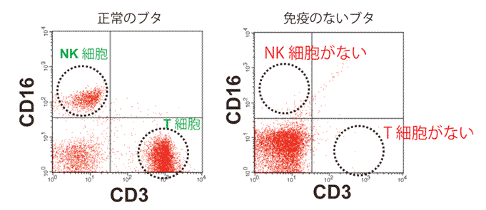 図３