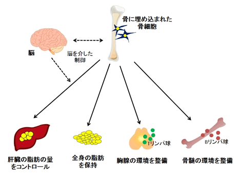 図４