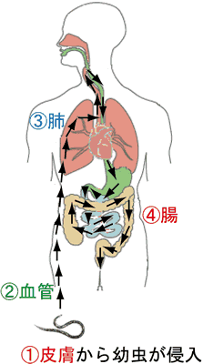 図４