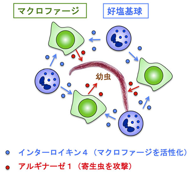 図６