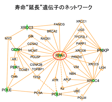 図３