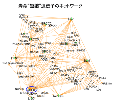 図４