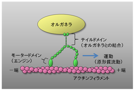 図２