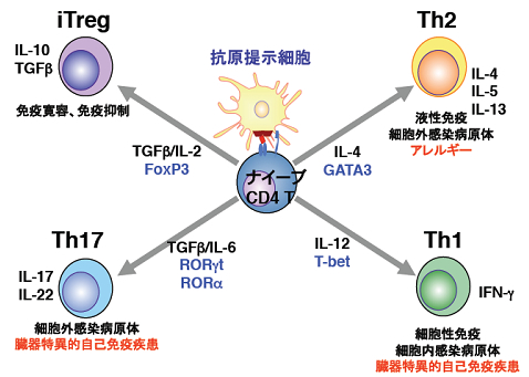 図１