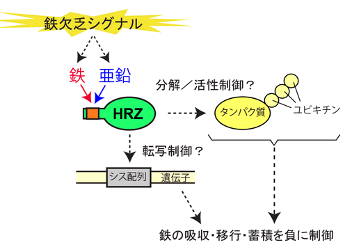 図３