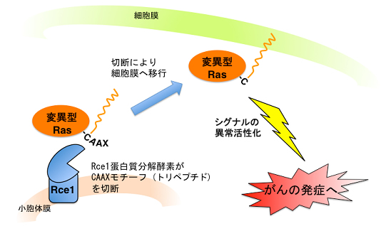 図１