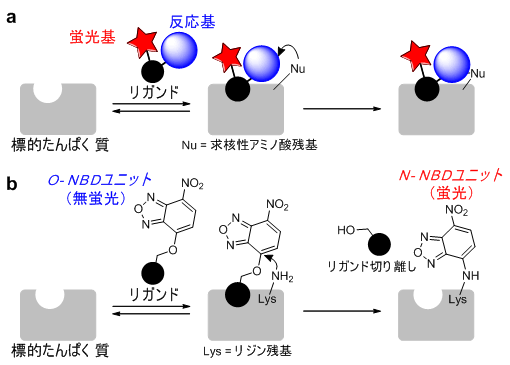 図１