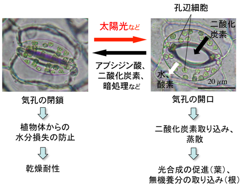 共同発表 気孔の開口を大きくして 植物の生産量の増加に成功