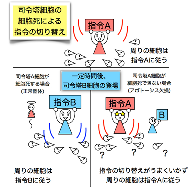 細胞 死ぬ 脳