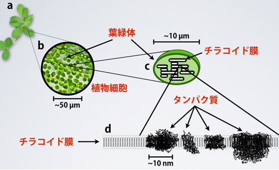 共同発表 葉緑体内部のダイナミックな構造変化を生きたまま観察 光合成調節の分子メカニズムに迫る技術として期待