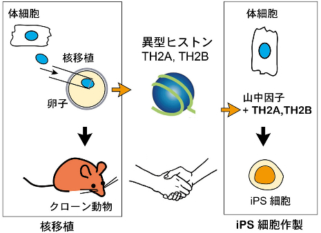 図５