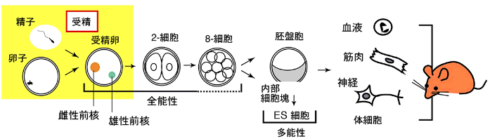 図６