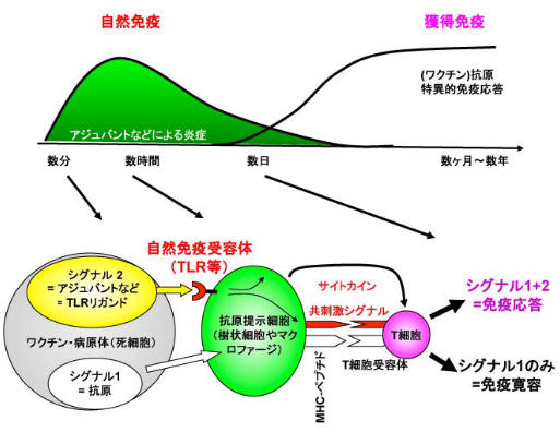 図１