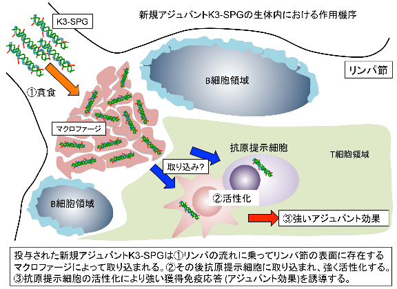 図４