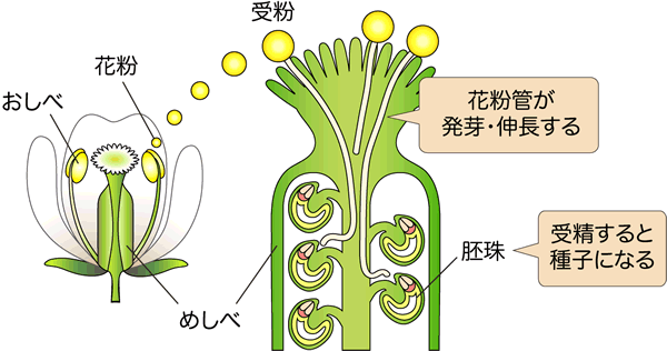 図１