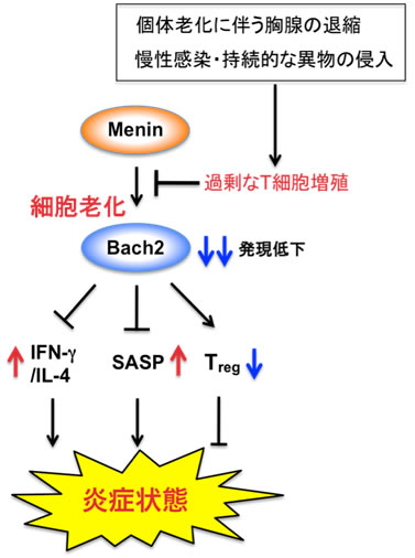 図４