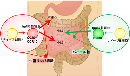 図１