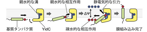 図３