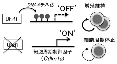 図３