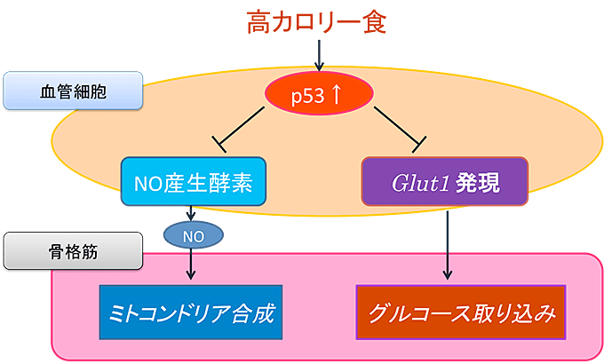 図７