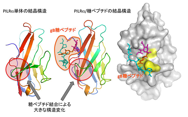 単純ヘルペスウイルスが宿主に感染するメカニズムを解明