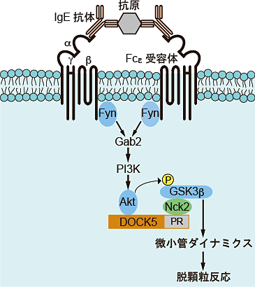 共同発表：アレルギー反応を引き起こす化学物質が放出されるメカニズムを解明～アレルギー疾患の治療応用へ期待～