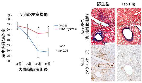 共同発表 魚類に多く含まれるオメガ３脂肪酸が心臓を保護する仕組みを解明