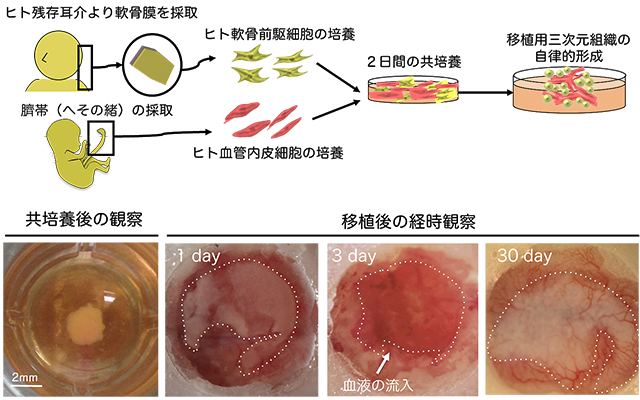 共同発表 軟骨再生の意外なメカニズムを発見 再生医療応用へ光