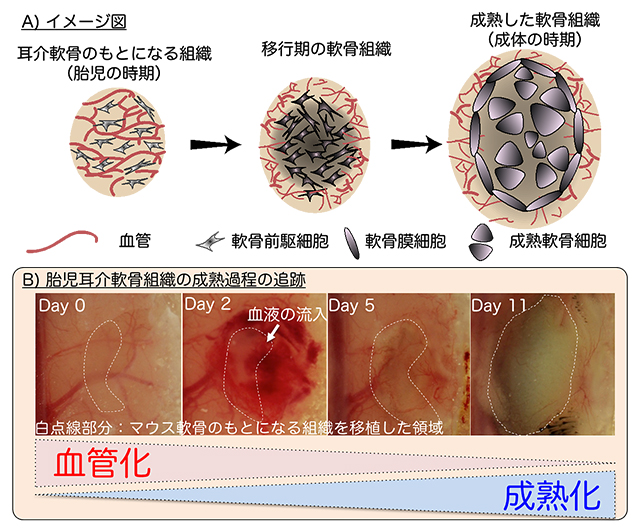 共同発表 軟骨再生の意外なメカニズムを発見 再生医療応用へ光