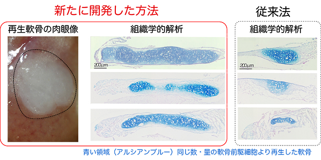 共同発表 軟骨再生の意外なメカニズムを発見 再生医療応用へ光