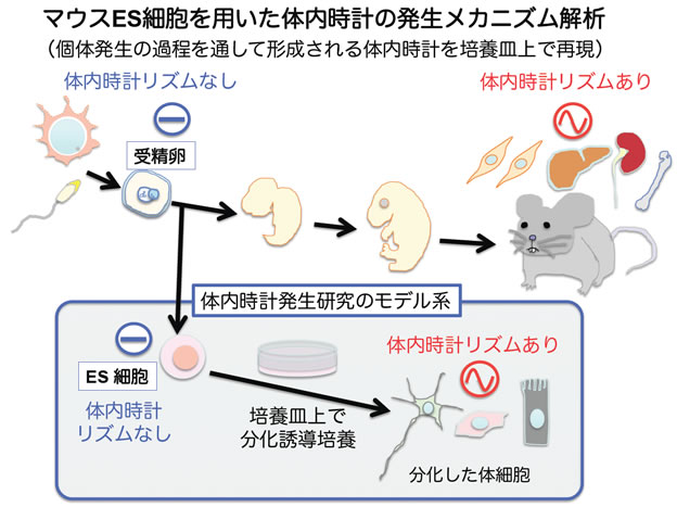 時計 体内