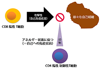 自己免疫疾患を回避する免疫系のシステムを解明～健康人に存在するCD4陽性制御性T細胞が自己免疫反応を抑える～