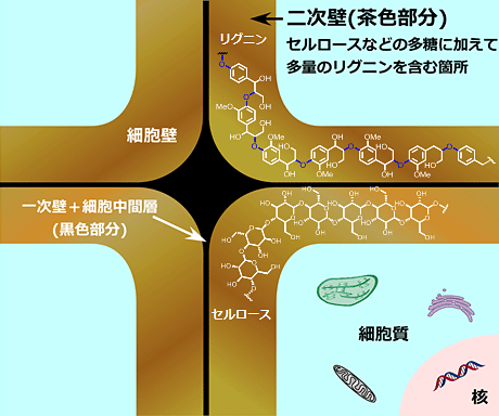 細胞壁リグニンの分子構造を変える新しい方法を開発