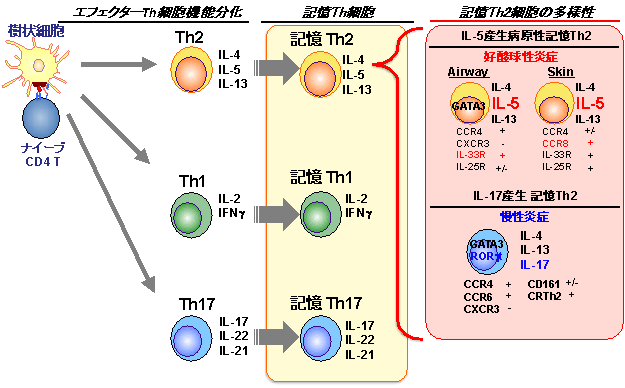 性 サイトカイン 炎症