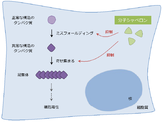 共同発表 細胞同士が助け合って神経細胞の変性を防ぐ仕組みを解明