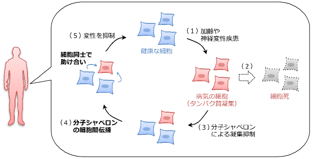 共同発表 細胞同士が助け合って神経細胞の変性を防ぐ仕組みを解明