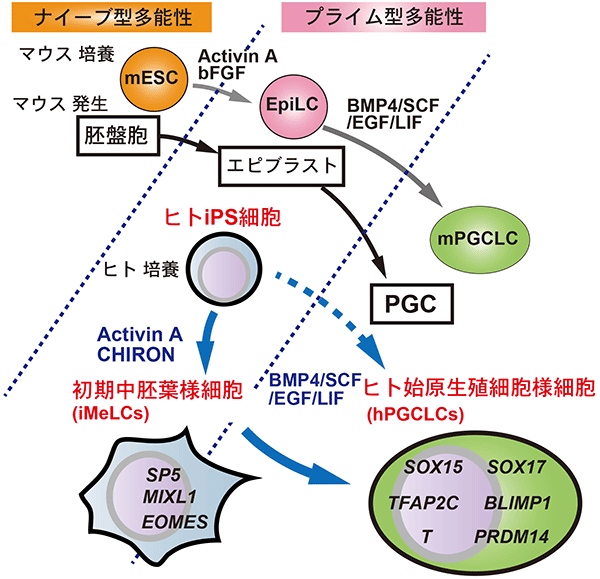 共同発表 ヒトｉｐｓ細胞からのヒト始原生殖細胞の誘導