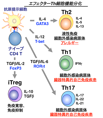 Th1細胞