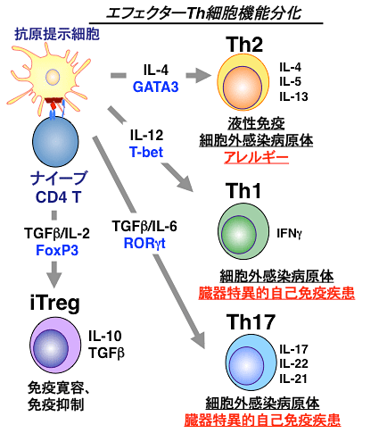 肥満によって炎症性疾患のリスクが高まる原因分子を発見