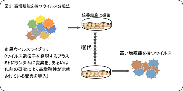 培養細胞での増殖能を大きく上昇させたインフルエンザウイルスの作出に成功