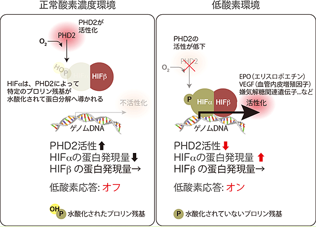 回路 コリ