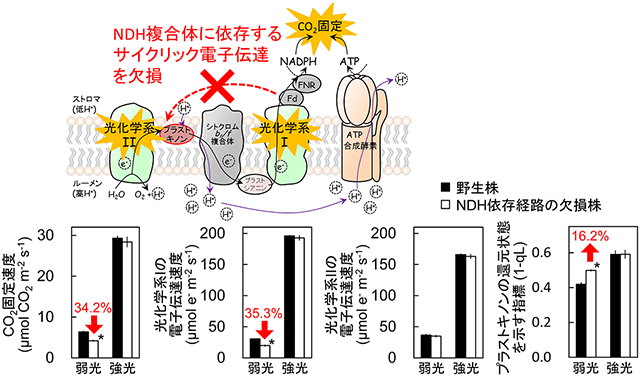 光合成で働くサイクリック電子伝達経路の新たな生理機能を解明
～二酸化炭素濃度の削減や食料増産に期待～