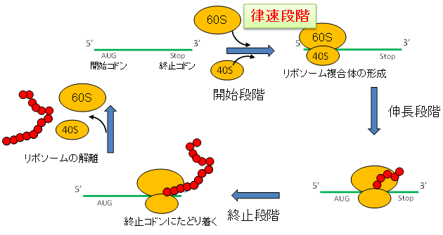 ヒト培養細胞内でたんぱく質の大量合成に成功