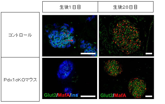 共同発表 発生段階で膵臓の外分泌組織を欠くマウスは 糖尿病になる